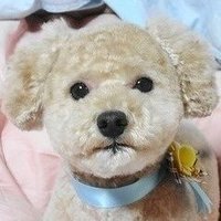 かわちゃん (@kawachan93) 's Twitter Profile