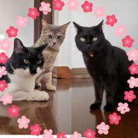 🐱あんことあずきとよもぎの毎日(🌈🐶シェル&キン)(@31074355aa3) 's Twitter Profile Photo