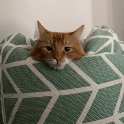 IandUDontKnow's profile picture. I am like, really smart.