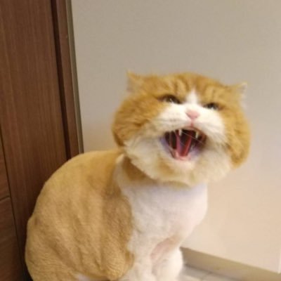 marimeru23's profile picture. はじめまして