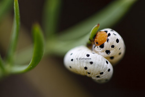 JoaodiForno's profile picture. Geògraf de títol, amant de Mallorca, la seva terra i la seva gent. Encantat de fotografiar-la sempre que puc. M'encanta Mallorca, qui l'estima NO la destrueix!
