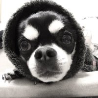 mieechang (@mieeechang) 's Twitter Profile Photo mieechang (@mieeechang) 's Twitter Profile Photo