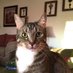TwoCatsToday (@twocatstoday1) Twitter profile photo TwoCatsToday (@twocatstoday1) Twitter profile photo
