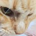 牛乳猫 (@gyu_nyu_neko) Twitter profile photo 牛乳猫 (@gyu_nyu_neko) Twitter profile photo