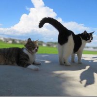 ใใใใ๐็ฐ่ๆฎใใ (@ramurin_cats) 's Twitter Profile