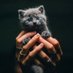﮼سنورة 🐾 (@meeroo694) Twitter profile photo ﮼سنورة 🐾 (@meeroo694) Twitter profile photo