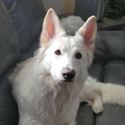 wolfofyyz's profile picture. Investor,  husband & father of 3 in 🇨🇦 Stocks mentioned are my opinion only. Always do your own DD before investing!