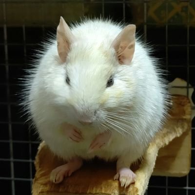 生き物たちと一緒の生活です。
小動物限定ブリーダー
デグーがメインです。デグー大好き!
鬼滅好き過ぎて、イベントでは善逸テーブルクロスを掛けています
ブログは毎日更新しています
https://t.co/2tPrI8n3xY
第1種動物取扱業第10562号