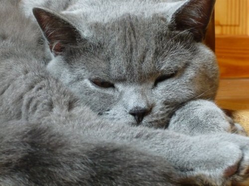 Guy7VB's profile picture. Directeur de la Recherche (Dame Blanche)