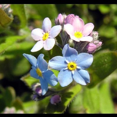forgetmenotyep's profile picture. 🌸