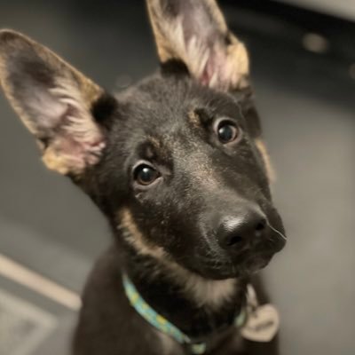 ThatYahtzeeDog's profile picture. The life and times of a rescue German Shepherd boy named Yahtzee. 🎲🎲We sure got lucky! (adopted Feb 9, 2021 😍). #GSD #GSDrescue #DogsOfTwitter #VGSR 🍀