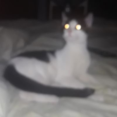 camileor's profile picture. ^•^