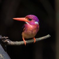 Tweetizen (@tweetizen) 's Twitter Profile