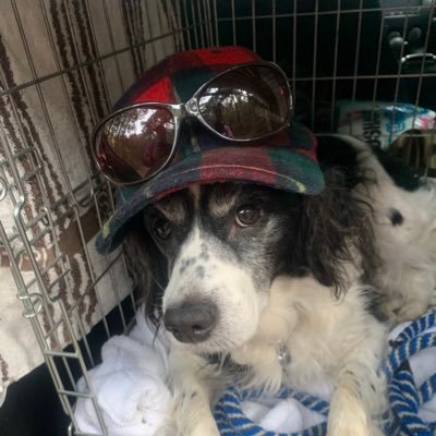 ゆーこ 名前 性別 オレオ 犬種 ブリタニー スパニエル 出身 三重県津市 白藤犬舎 生年月日 10 6 5 性格 特徴 考える力 それを人に伝える力がある 病院の待ち時間は猿っぽく鳴く ヨーグルト 納豆 豆腐が大好き お肉は言わずもがな 特技は ゆーこ 名前 性別 オレオ 犬種 ブリタニー スパニエル 出身 三重県津市 白藤犬舎 生年月日 10 6 5 性格 特徴 考える力 それを人に伝える力がある 病院の待ち時間は猿っぽく鳴く ヨーグルト 納豆 豆腐が大好き お肉は言わずもがな 特技は