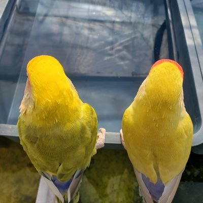 2羽の主です^-^ 成長記録と日々の日常を主に、可愛い姉妹インコと遊ぶ主の自由気まま垢でございます🥰 Yoshida(黄色) morino(みどり) ペローシスの為クリッピングしています 🐤2018.10.24お迎え🐦