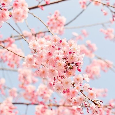 まだまだ安倍さんロスです‥‥が高市さんを全力応援します！😃
【賛成】憲法改正・防衛費増額・核シェアリング・スパイ防止法
【反対】LGBT法案・中国利権の再エネ・外国人参政権・女系天皇・夫婦別姓
【抗議】朝日&毎日新聞及びテレビの反日・偏向&捏造報道　そして悠仁親王殿下の追っかけ中💕😍