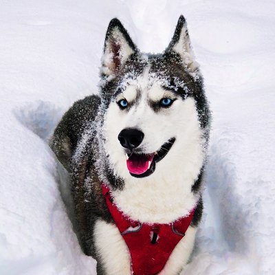 Huskyinfinity Profile Picture