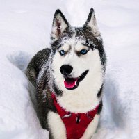 Ms. Laika The Husky 🇨🇦(@Huskyinfinity) 's Twitter Profile Photo