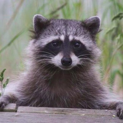 agora_pod's profile picture. A podcast on the Agora, decentralization, localism, and anti-authoritarian concepts, featuring @SekMcGora and "Penguin" (@sapient_corvid)