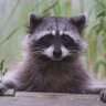 agora_pod's profile picture. A podcast on the Agora, decentralization, localism, and anti-authoritarian concepts, featuring @SekMcGora and "Penguin" (@sapient_corvid)