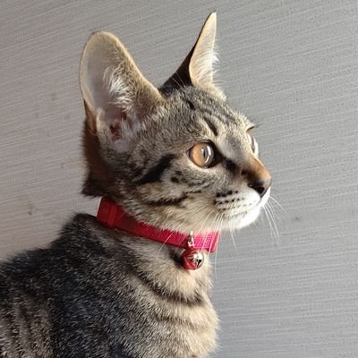 一人ぼっちで鳴いていた子猫を保護し、家族に迎えました。2020年8月生まれのようです。名前は我が家に来た10月の和名（異名木葉月）より「このは」といいます。
猫飼いは初めてなので、日々勉強中です。皆さん色々教えてください。無言フォローお許しください。

※宣伝目的・勧誘・個人情報聞き出す系などのDMはご遠慮くださいね。