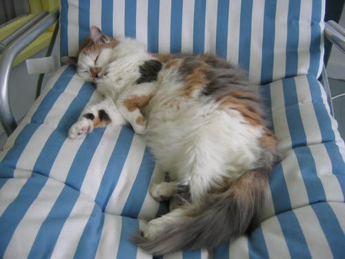 I'm an 13 yr old fluffy girl kitteh rescued when I was 10 days old. Mom n dad love me to pieces.