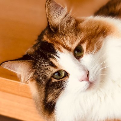 てなニャンネル ノルウェージャンフォレストキャットの動画 画像をアップしている てなニャンネル です 猫好きの方で猫情報共有したいですのでフォロー宜しくです 猫 ノルウェージャンフォレストキャット T Co Qwaxs8rrgr てなニャンネル ノルウェージャンフォレストキャットの動画 画像をアップしている てなニャンネル です 猫好きの方で猫情報共有したいですのでフォロー宜しくです 猫 ノルウェージャンフォレストキャット T Co Qwaxs8rrgr