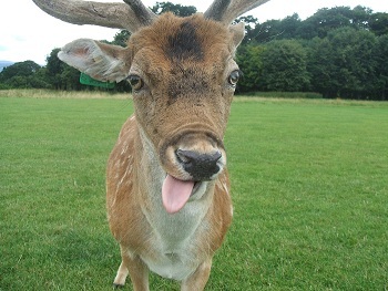 sarahfarrell29's profile picture. madder than a box of frogs............