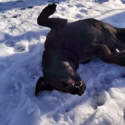 Marcin89798925's profile picture. $QNT $XDC  $TRAC $SHX $RBNT $CIFI @CargoXio