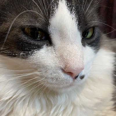 ট ইট র Kometan Cat 鳥さんとお話し クラッキング 猫のいる暮らし 猫のいる生活 猫好きさんと繋がりたい
