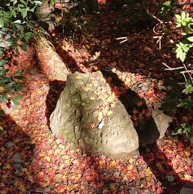 DIx4xJ5SeoSdzNB's profile picture. 