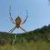J. Carles Abella (@naturimentals) Twitter profile photo J. Carles Abella (@naturimentals) Twitter profile photo