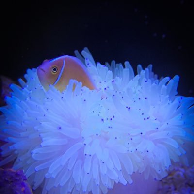 KOYORIAQUA818's profile picture. 海水魚水槽初めました(*´꒳`*) 好きなサンゴはタコアシサンゴです(｀-ω-´)✧ #アクアリウム#海水魚