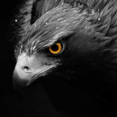 EagleInvestor