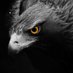 EagleInvestor (@eagleinvestor_) Twitter profile photo EagleInvestor (@eagleinvestor_) Twitter profile photo