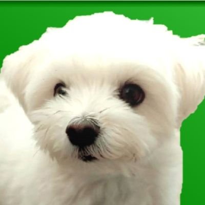 ぎりぎり平成生まれの3歳🐶
2021年からコツコツ物販してます🐕🦺
本業の自宅警備並みに稼ぐのをまずは目標に経験値上げしてます✨
デッキに1匹しか入れません