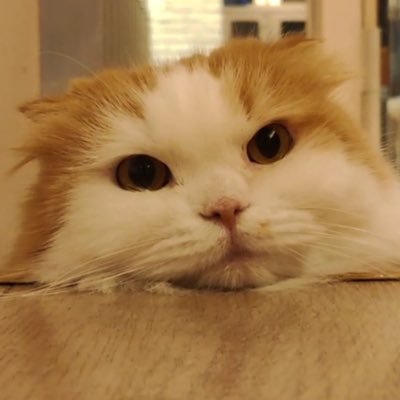 あまごさんのプロフィール画像