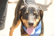 AveGoestoDogs12's profile picture. This is the 7th year of the Avenue Goes to the Dogs festival, sponsored by Avenue Initiative and CRUD http://t.co/X4ivH6Sa http://t.co/14GENct2