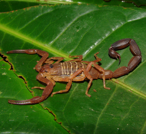 rojasrunjaic's profile picture. Biólogo, especialista en anfibios, reptiles y escorpiones neotropicales