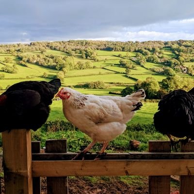Breeding Romney sheep in East Devon. Also: chickens, saddleback pigs, selfbuild, parenthood, art.