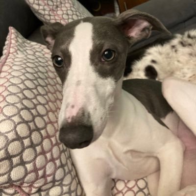 NorthStandBaldy's profile picture. Oafc / Pointy faced dog owner