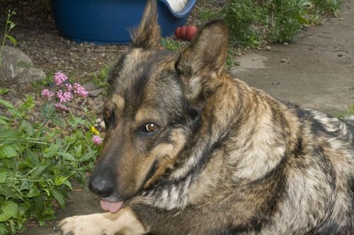 DoggyStories's profile picture. 