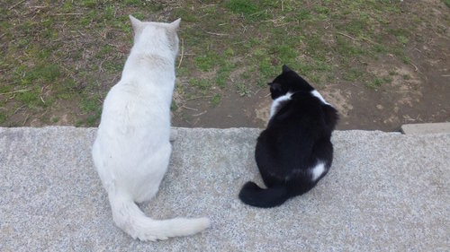 ダンナの転勤＆出張のお陰であちこち彷徨っておりました。　色んなところで暮らせたのは記憶の中に大きな財産になりました。　世の中実際に行ってみないとわからないこといっぱいあるんだね。