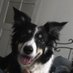 CatTheSheepdog & Crew (@catthesheepdog) Twitter profile photo CatTheSheepdog & Crew (@catthesheepdog) Twitter profile photo