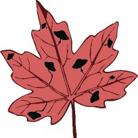 Canadian Fungal Network(@CanFunNet) 's Twitter Profileg