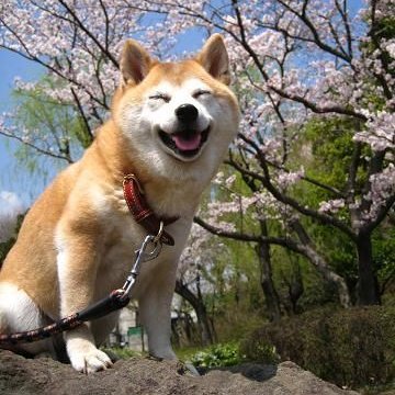 yesimamarmot's profile picture. Vegan 🐷 Socialist 🌹