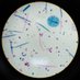 Bioplantólogo 🌱🧫 (@bioplantologo) Twitter profile photo Bioplantólogo 🌱🧫 (@bioplantologo) Twitter profile photo
