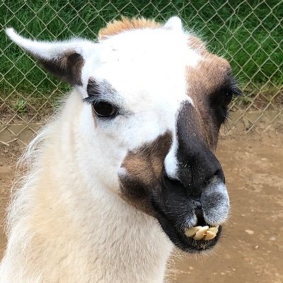 JoshRutter17's profile picture. I don’t know