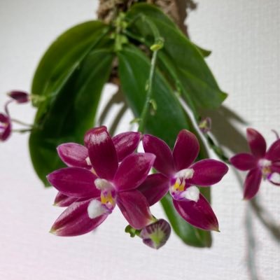 orchid44218144 Profile Picture