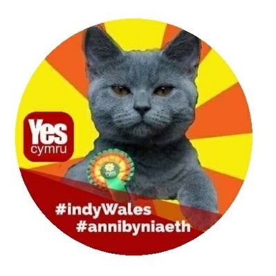 Cute kittens 😸 argue the case for Welsh Independence. Unofficial Plaid Cymru #plaidcymru #plaidkittens #Yescymru #wales 😽, #AdamPrice 🐈🏴󠁧󠁢󠁷󠁬󠁳󠁿